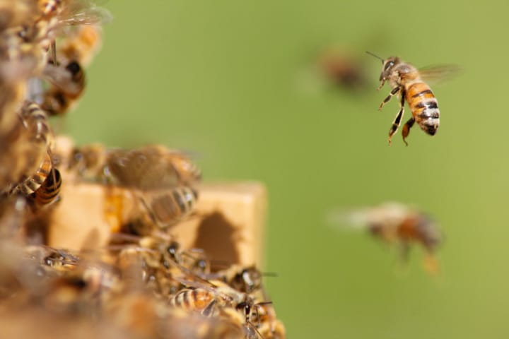 Dachbegrünung: Bepflanzung für Bienen